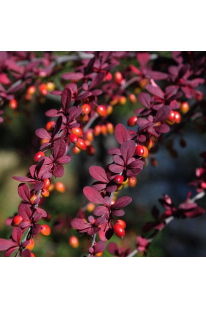 Барбарис Шоколат Саммер плоди